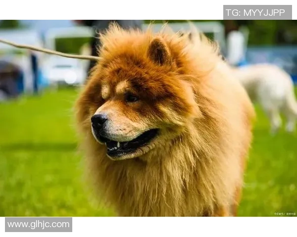 金毛发型最帅的足球球星盘点 谁才是球场上的金发男神 金毛发型最帅的足球球星盘点 谁才是球场上的金发男神